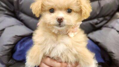 ポメプーはペットショップで買える？迎えた飼い主が費用と注意点を本音で語る