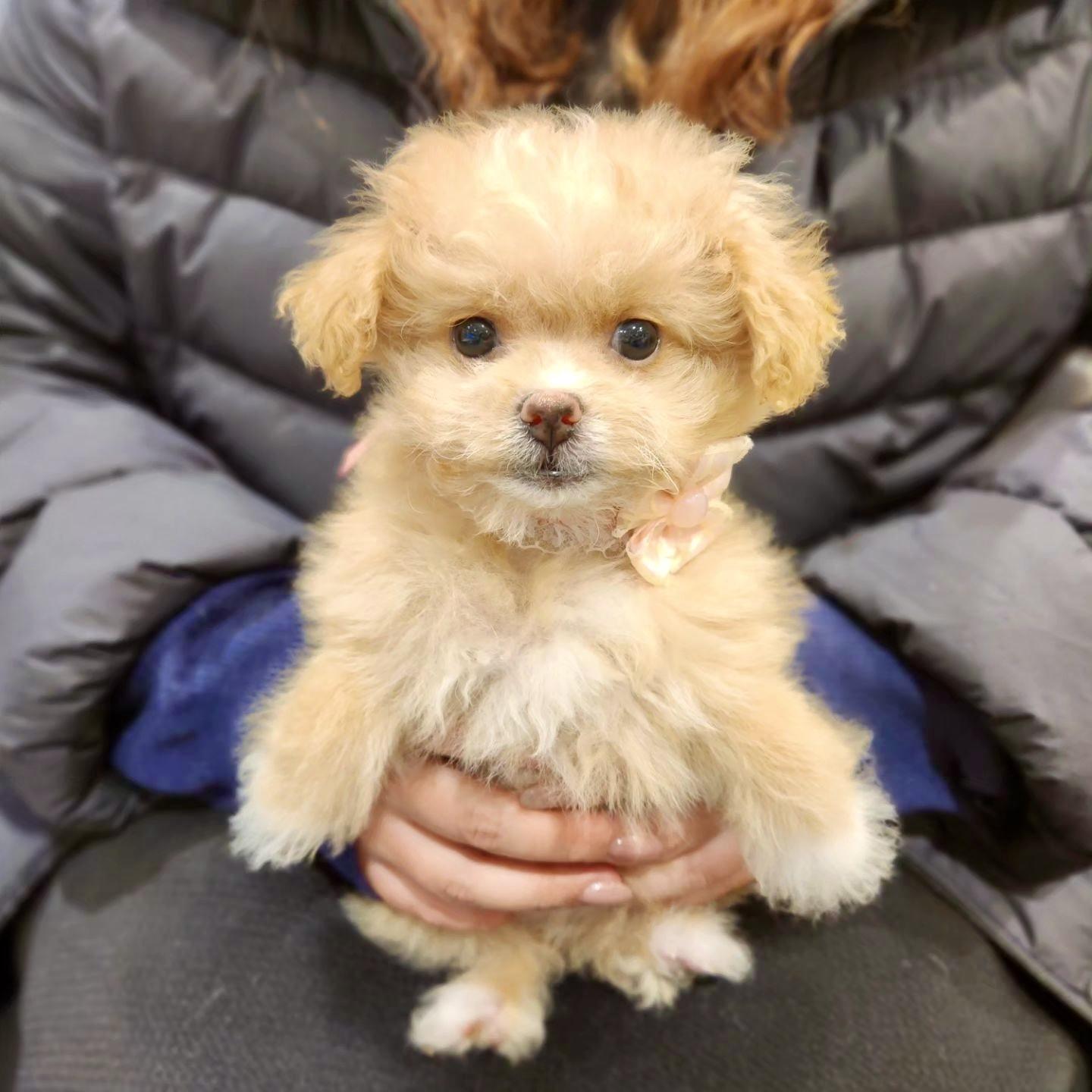 ポメプーはペットショップで買える？迎えた飼い主が費用と注意点を本音で語る