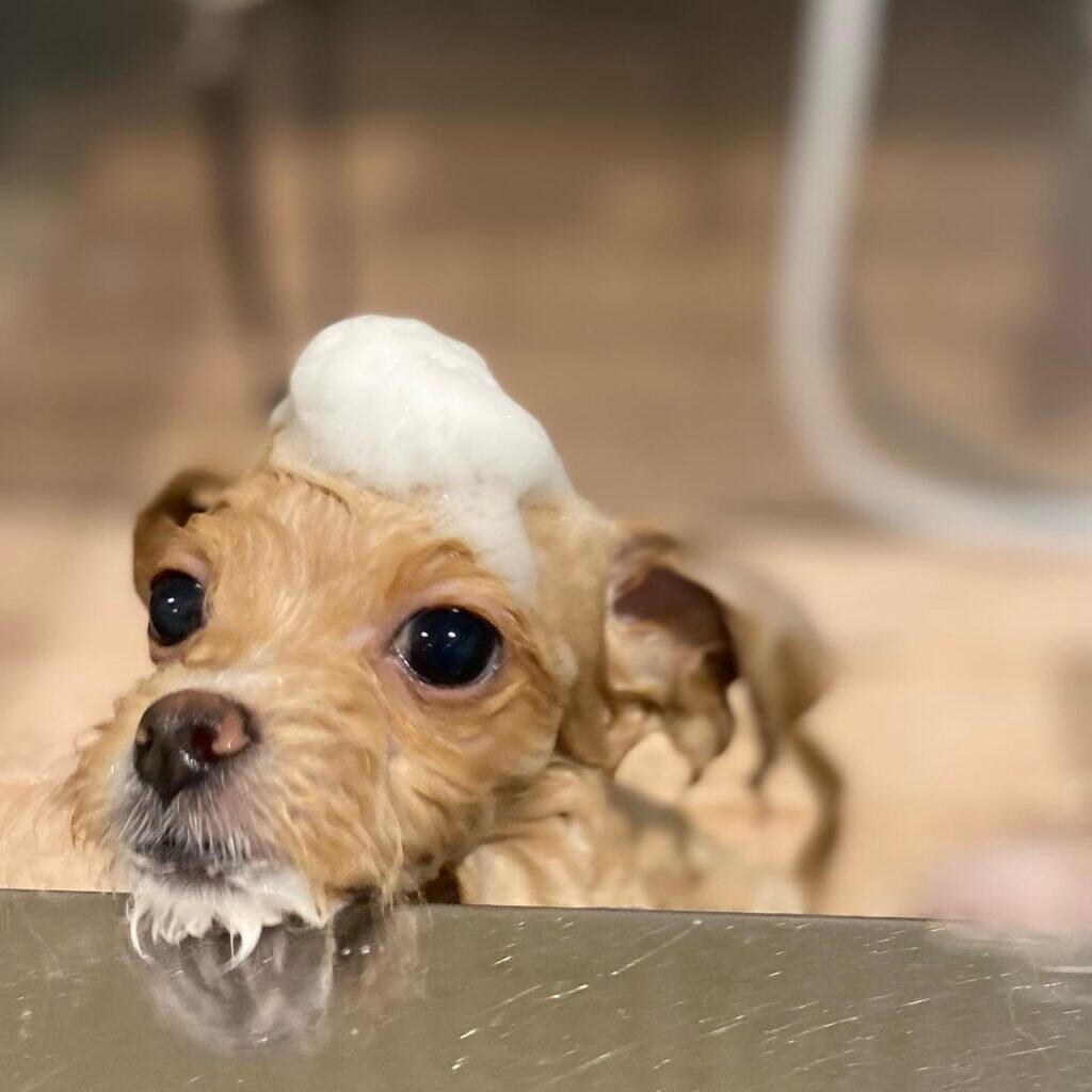 犬の飼育費用を少しでも抑えるコツ