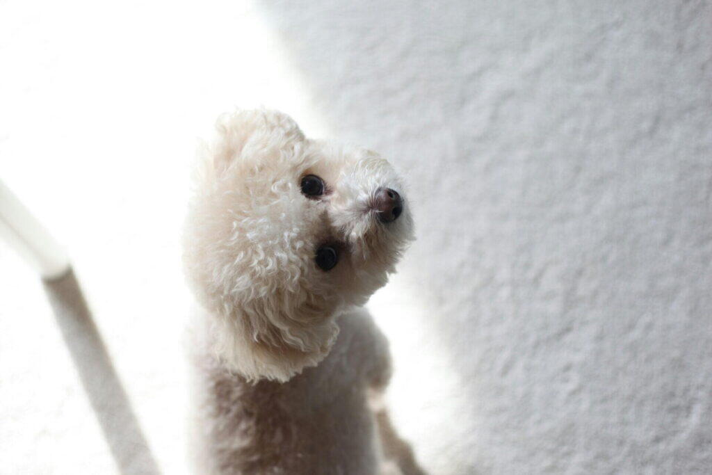 ポメプーの性格の特徴は?甘えん坊で賢い愛されキャラ