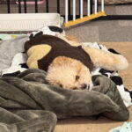 ポメプーの飼い方を飼い主が解説！食事・しつけ・費用まで