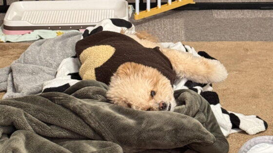 ポメプーの飼い方を飼い主が解説！食事・しつけ・費用まで