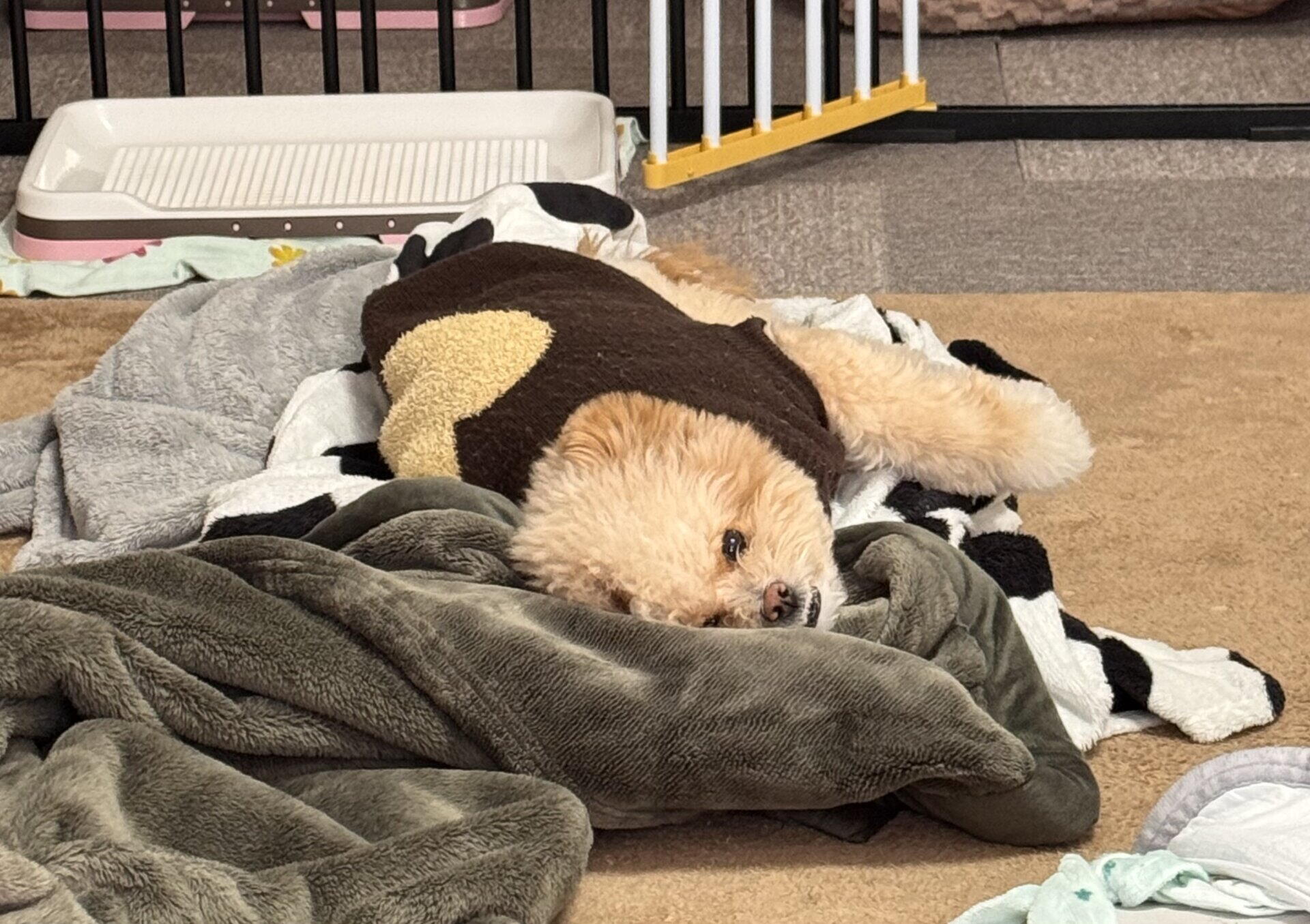 ポメプーの飼い方を飼い主が解説！食事・しつけ・費用まで