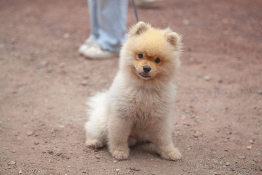 ポメプーの飼い方で大切なのは「個体差を楽しむ」こと