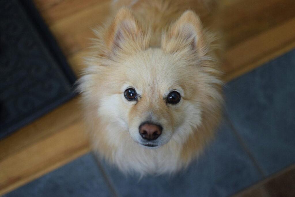 ポメプーがかかりやすい病気と予防法