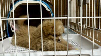 ポメプーを迎える前に準備したこと全記録！初心者飼い主のリアル体験