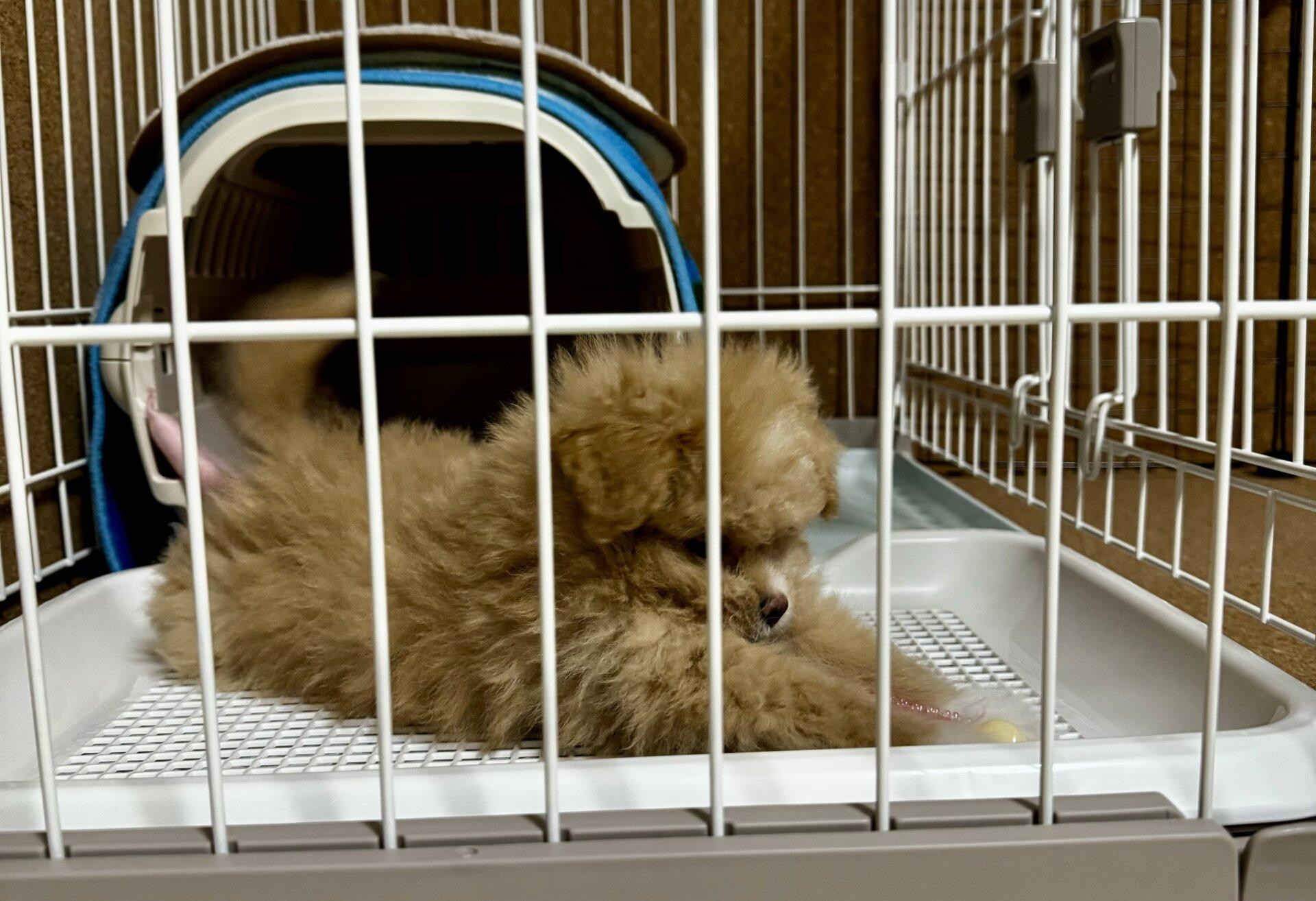 ポメプーを迎える前に準備したこと全記録！初心者飼い主のリアル体験