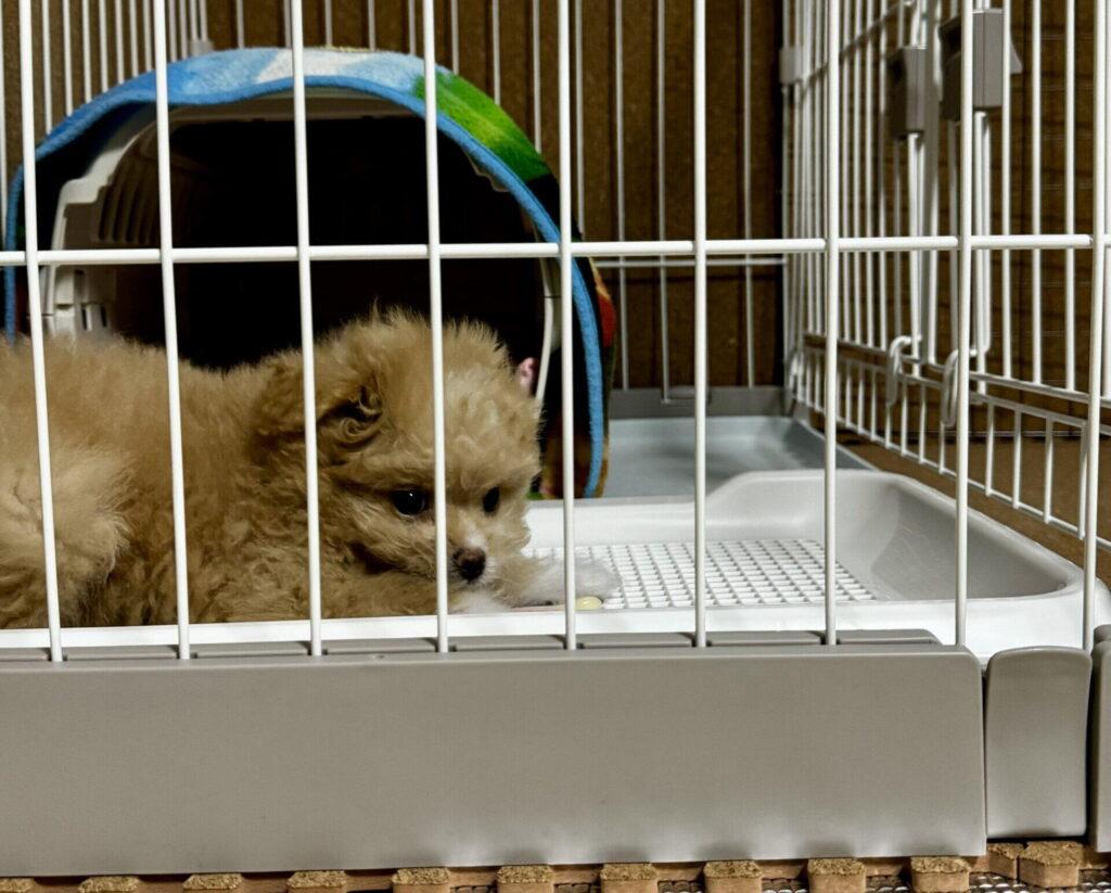 ポメプーはペットショップで見つかる?取り扱いの実態