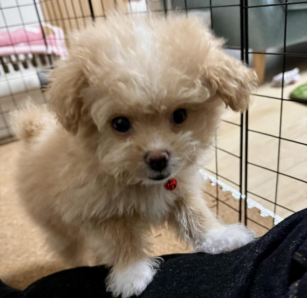 ポメプーをペットショップで迎えた後に待っていること