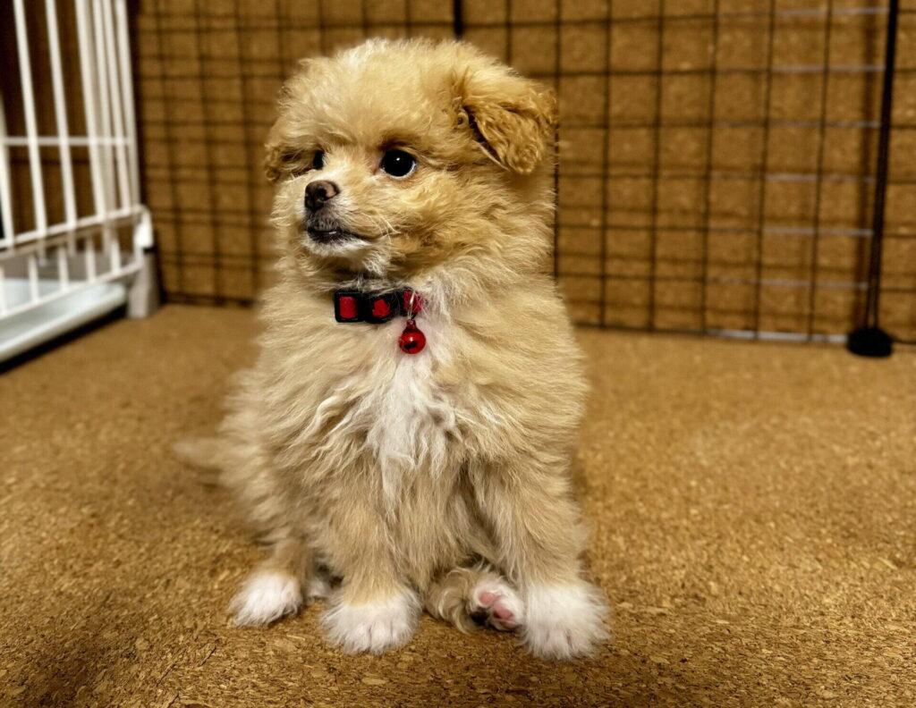 ポメプーの値段は平均20万〜30万円が相場