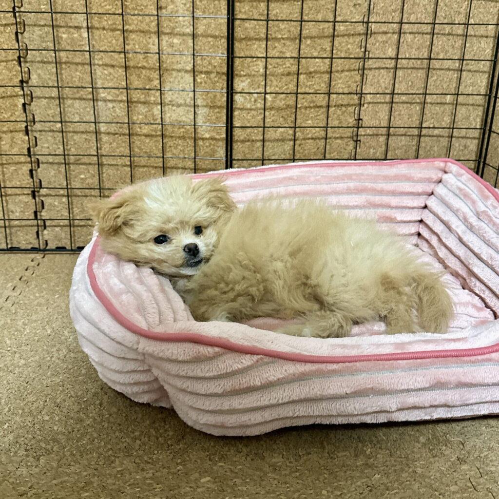 ポメプーをペットショップで迎えて後悔はある?飼い主2年目の本音