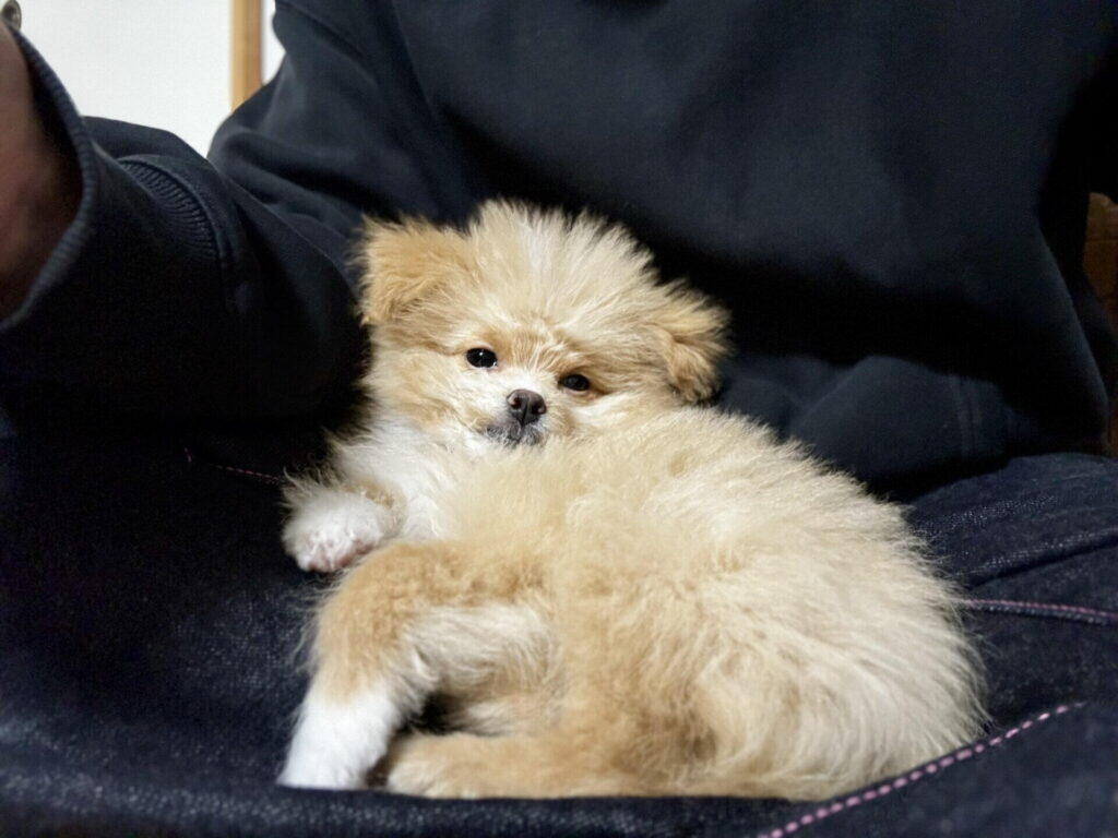 ポメプーとの出会い方に正解はない