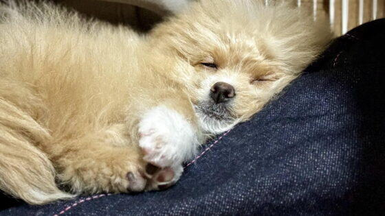 ポメプーの値段はいくら？生体30万+初期費用で90万かかった飼い主のリアル