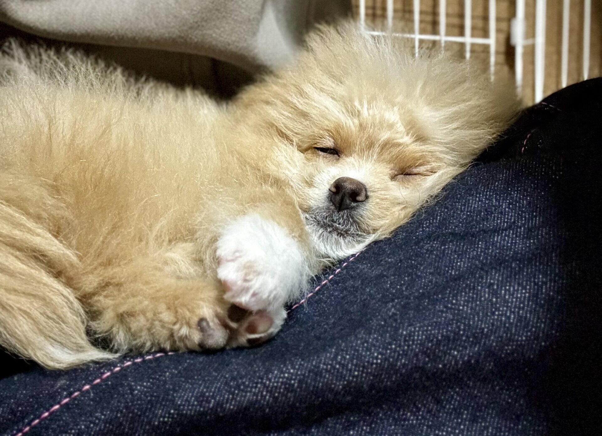 ポメプーの値段はいくら？生体30万+初期費用で90万かかった飼い主のリアル