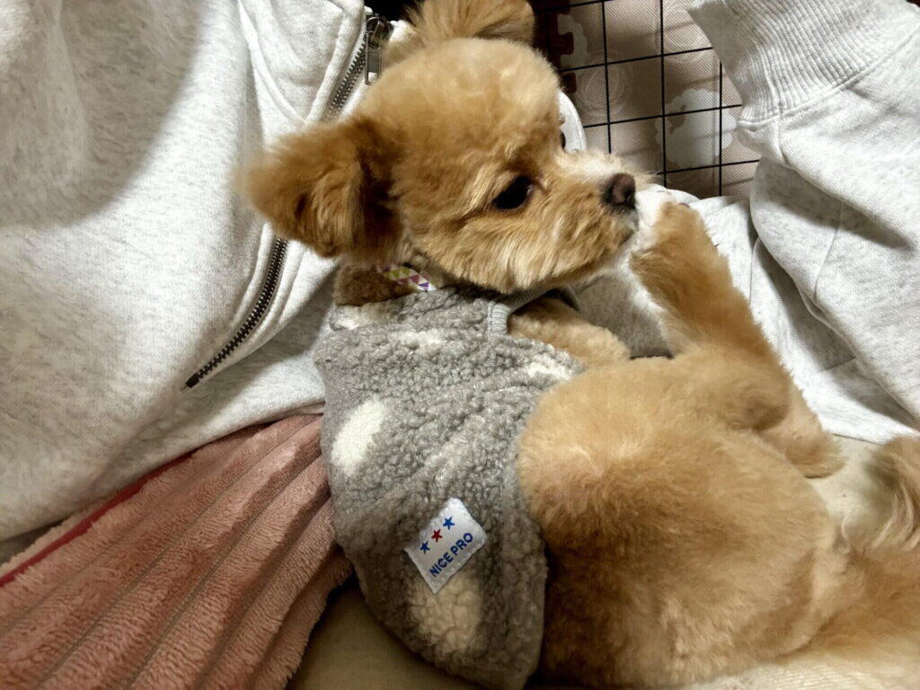 トリミングサロンの毛玉料金はなぜかかる?相場と仕組み