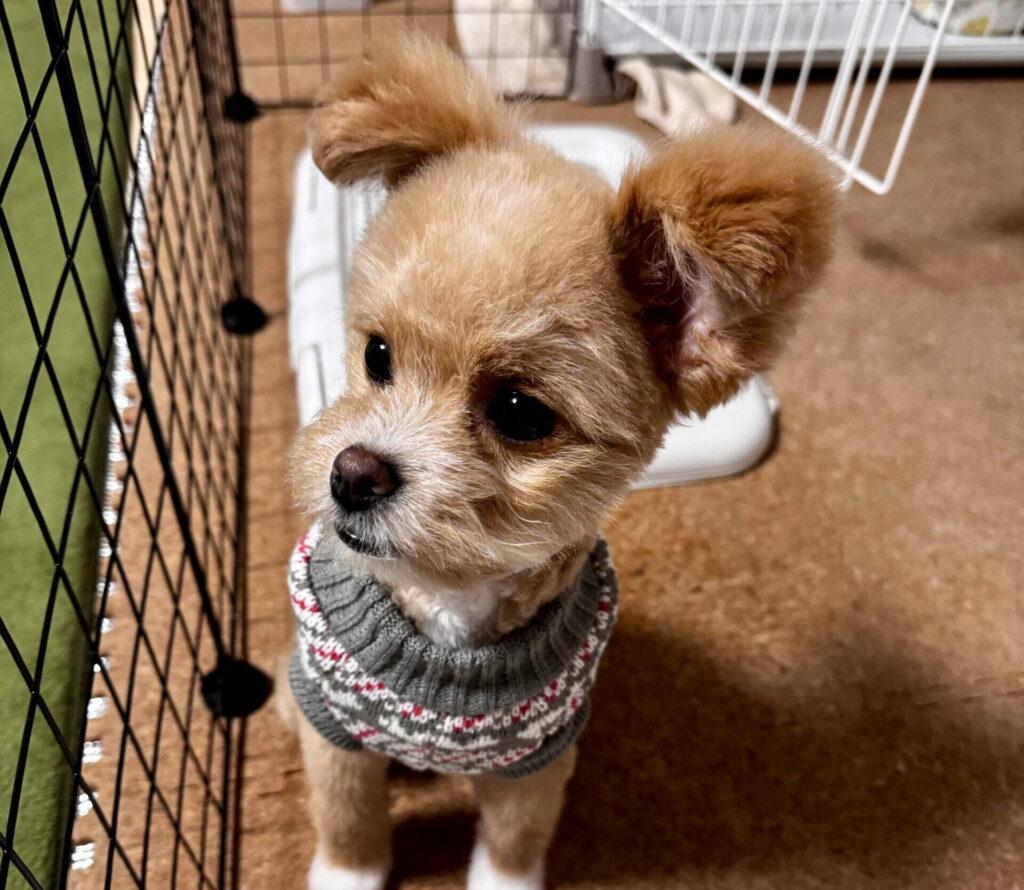 犬が留守番中にストレスを感じているサインとは？