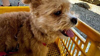 ポメプーの里親になるには？迎えた飼い主が探し方と注意点を本音で解説