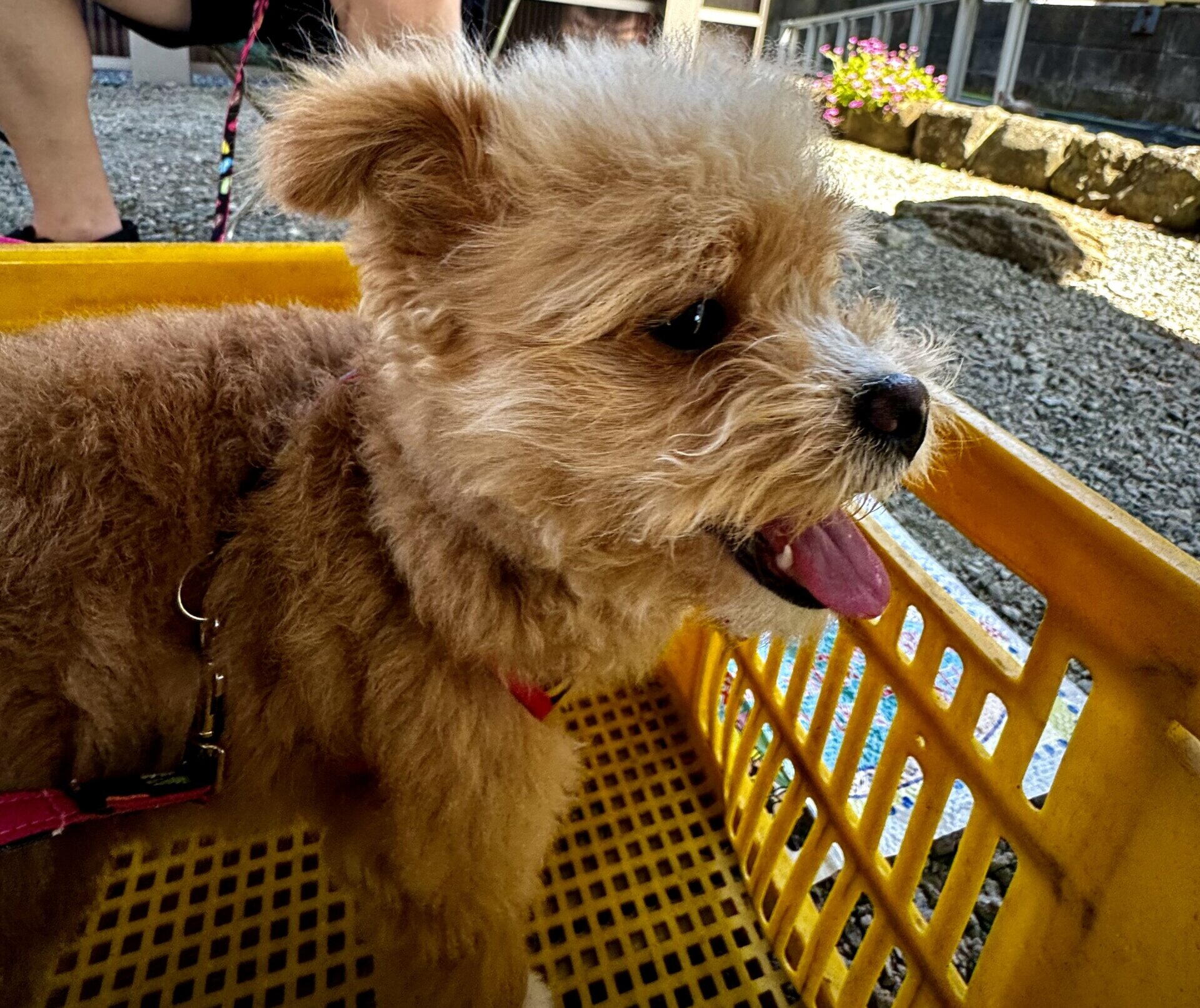 ポメプーの里親になるには？迎えた飼い主が探し方と注意点を本音で解説