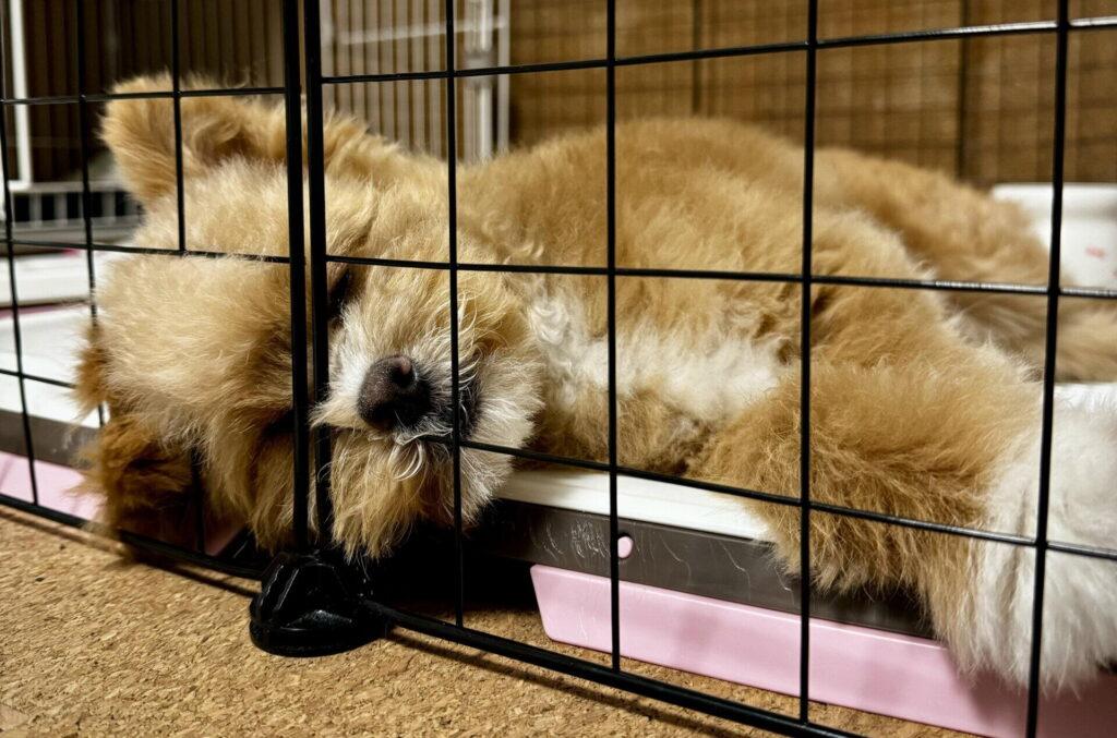 ペットショップで迎えた僕が里親について思うこと