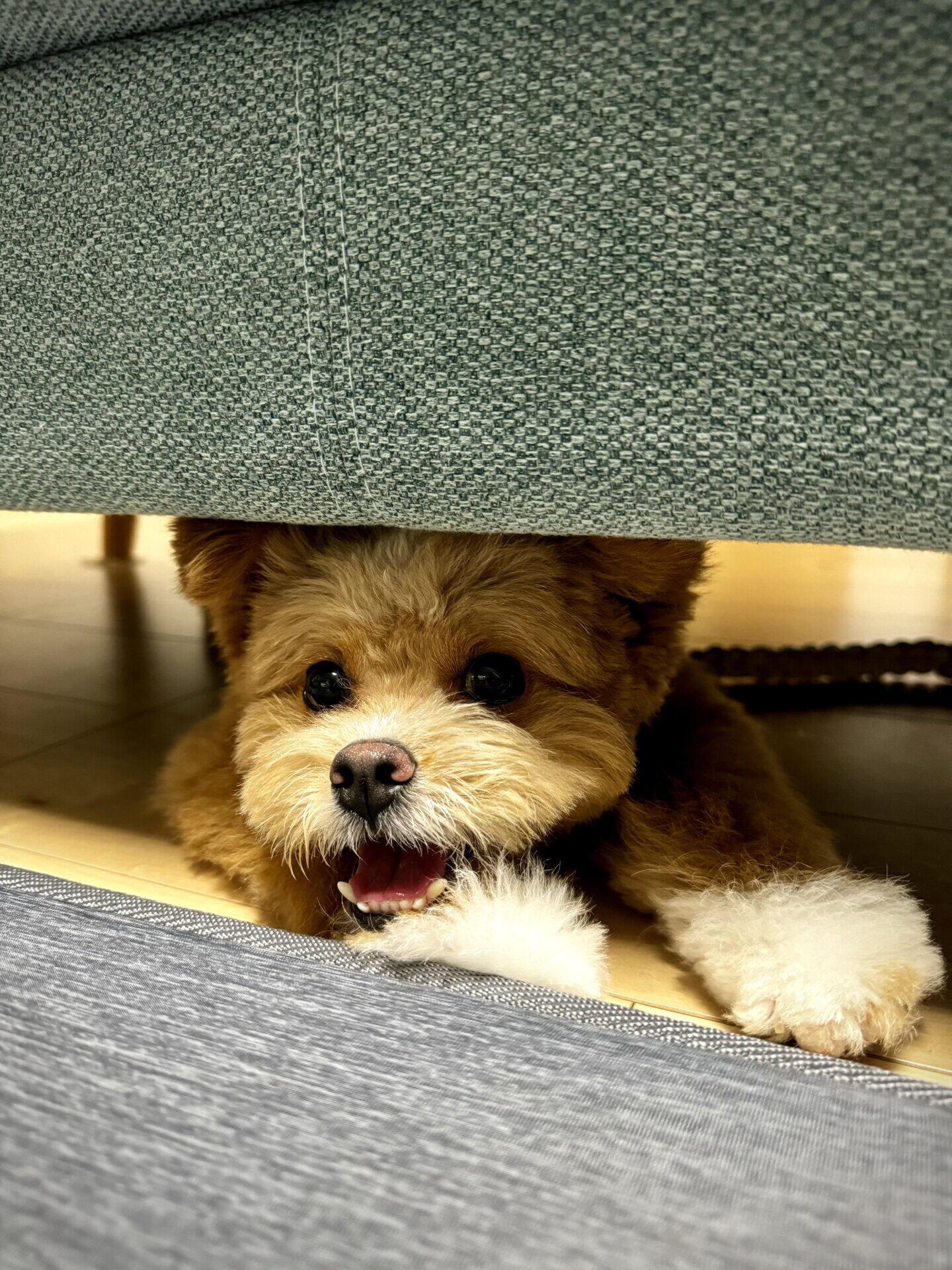 くつろぐパフィ