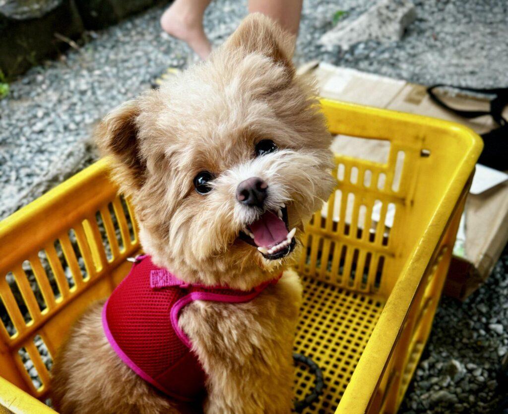 結局どっちを選ぶ?犬のタイプ別の選び方