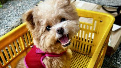 犬の飼い始めの初期費用は？初日に90万円使った飼い主が全内訳を公開