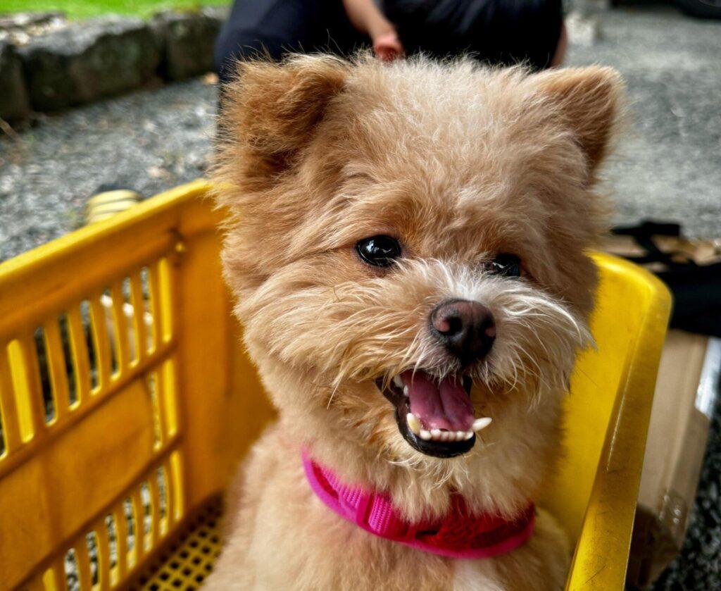 うちの偏食っ子に実際に効いた対処法7選