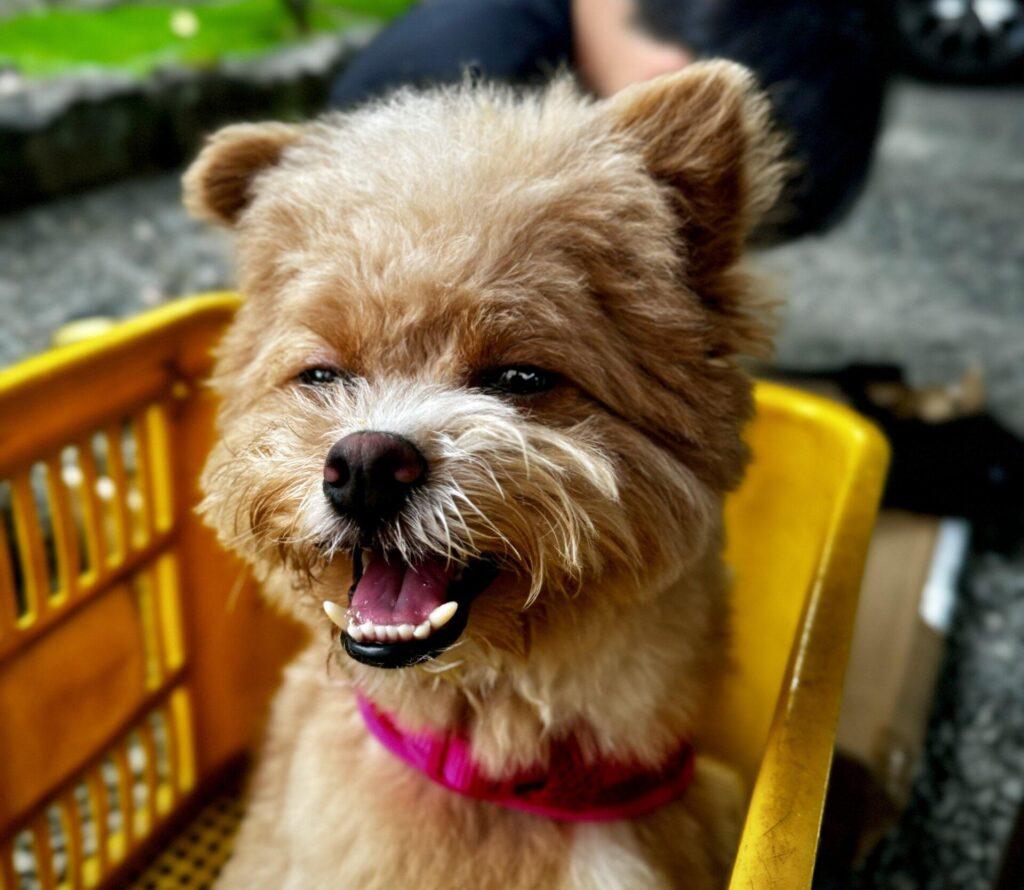 偏食ポメプーと暮らす飼い主からのアドバイス