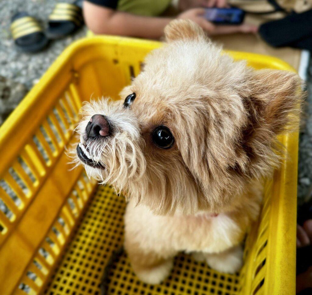 うちの月額飼育費用をすべて公開！リアルな内訳はこれだ
