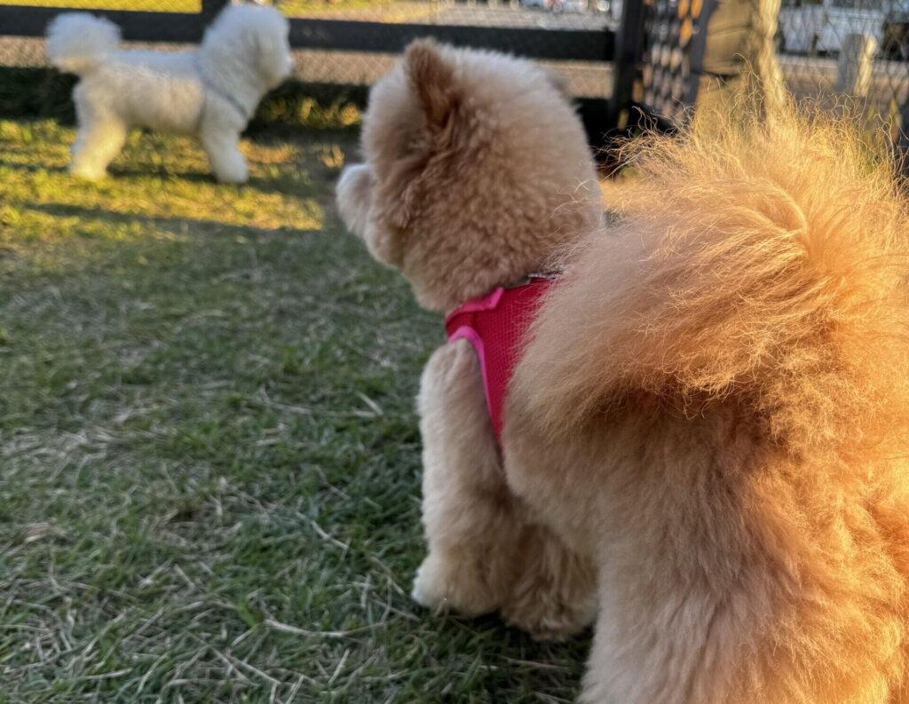 ミックス犬の初期費用はいくらかかる？