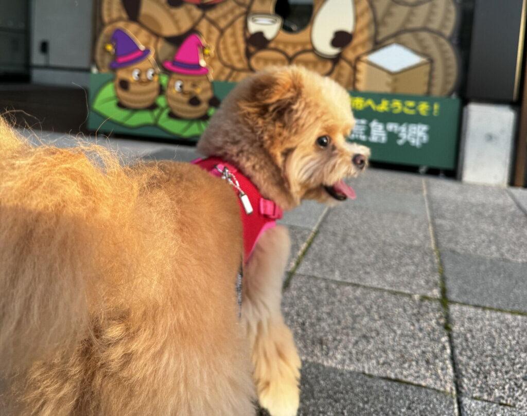 ポメプーのドッグフード選び、正直かなり苦労しました