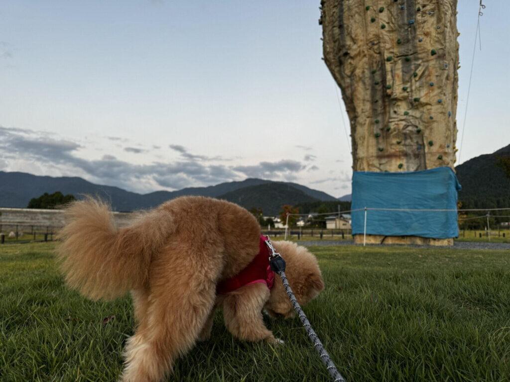 モグワンの価格と最安値の買い方を比較