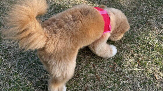 犬の腸活サプリおすすめ8選！飼い主が選び方と効果の目安を本音で解説