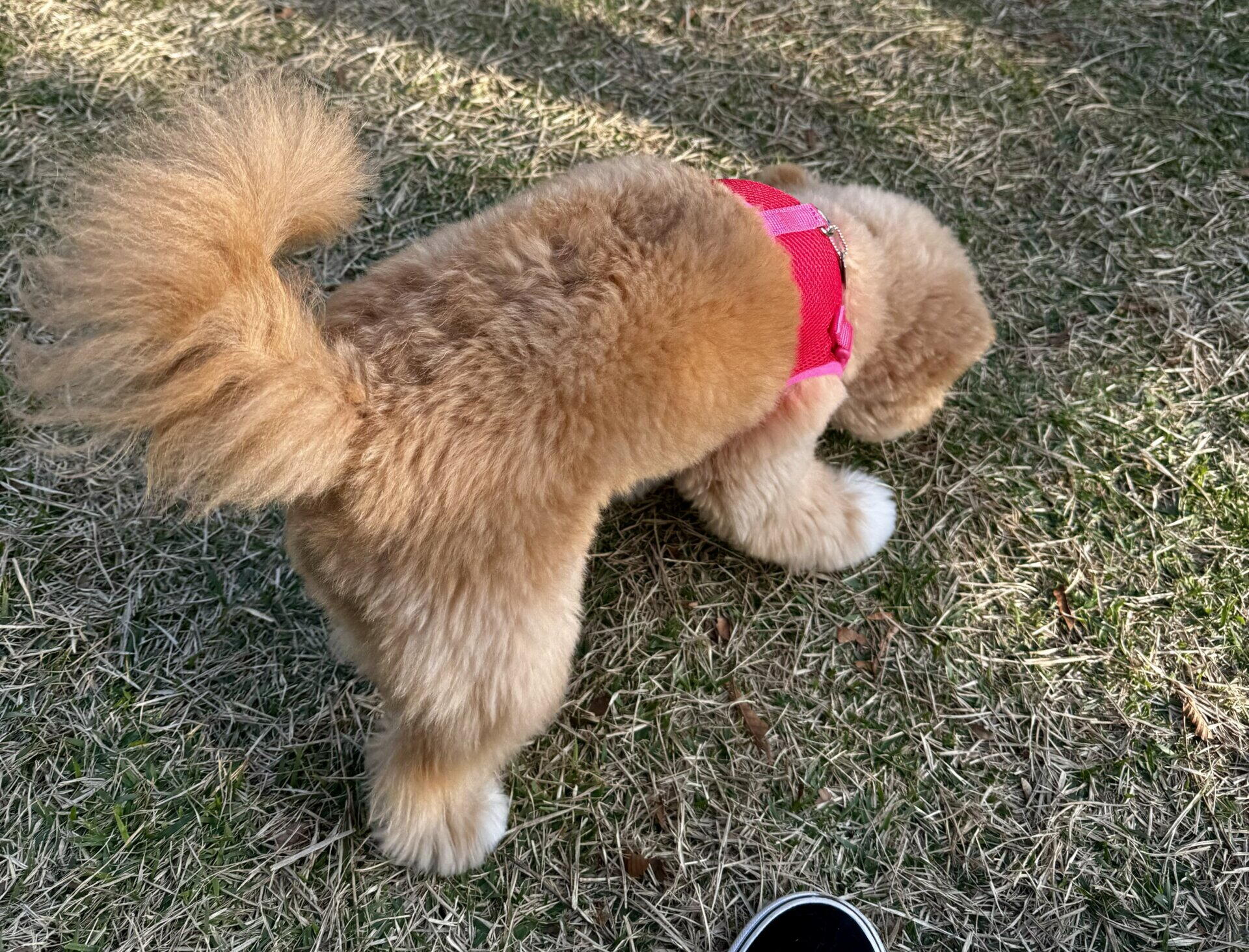 犬の腸活サプリおすすめ8選！飼い主が選び方と効果の目安を本音で解説