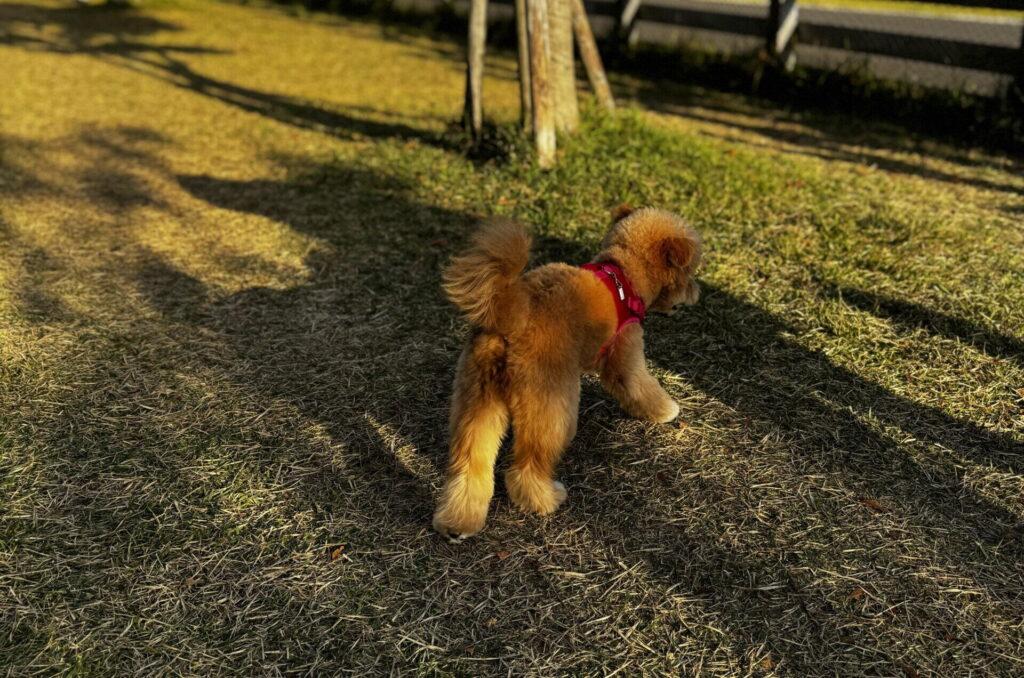 犬がフードを食べないのはなぜ?まず知ってほしい5つの原因