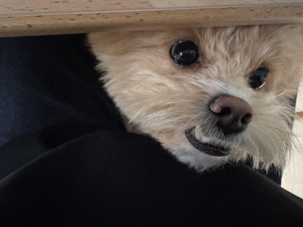 腸内環境を整えるフードに切り替えるときの注意点