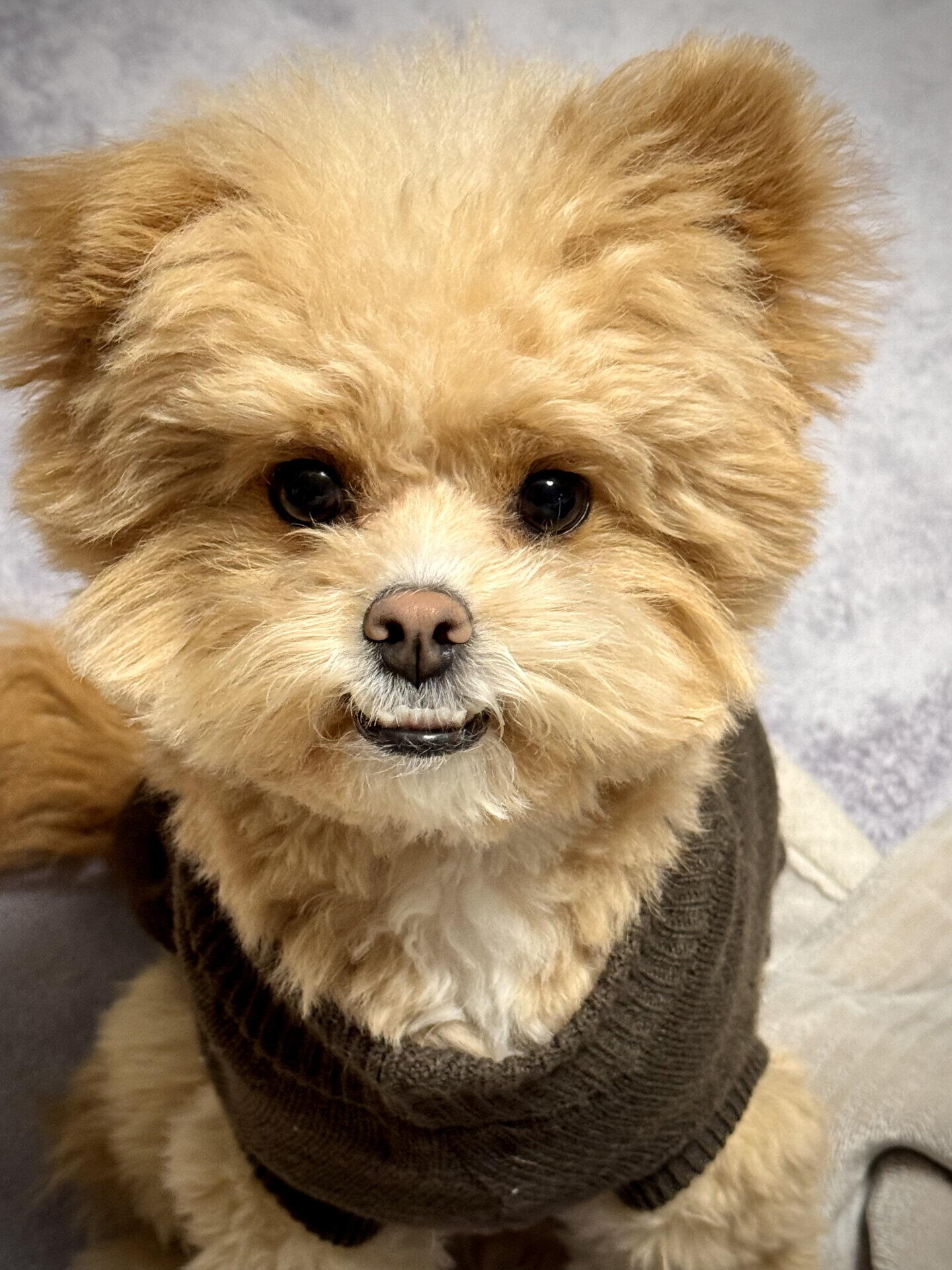 パフィとの日常