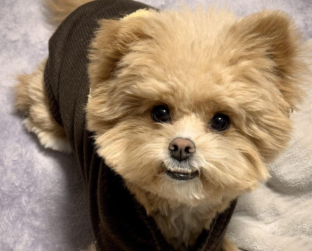 犬に留守番を上手に覚えてもらうためのトレーニング方法