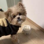ポメプーのドッグフードおすすめ7選！偏食に悩んだ飼い主が本音で厳選