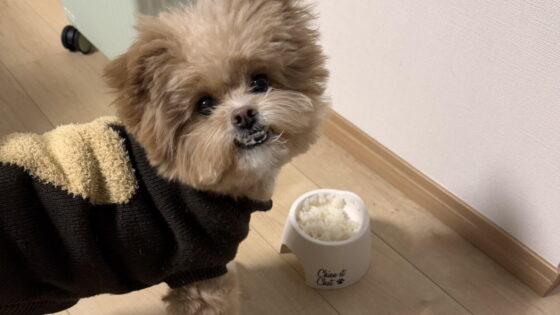 ポメプーのドッグフードおすすめ7選！偏食に悩んだ飼い主が本音で厳選