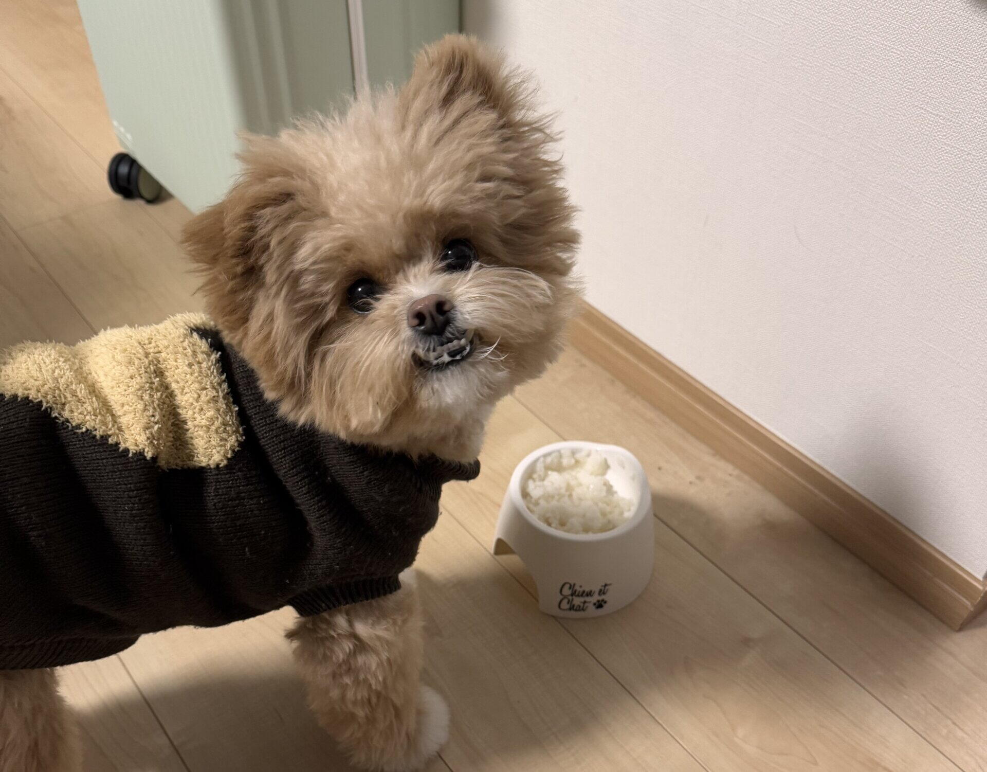 ポメプーのドッグフードおすすめ7選！偏食に悩んだ飼い主が本音で厳選