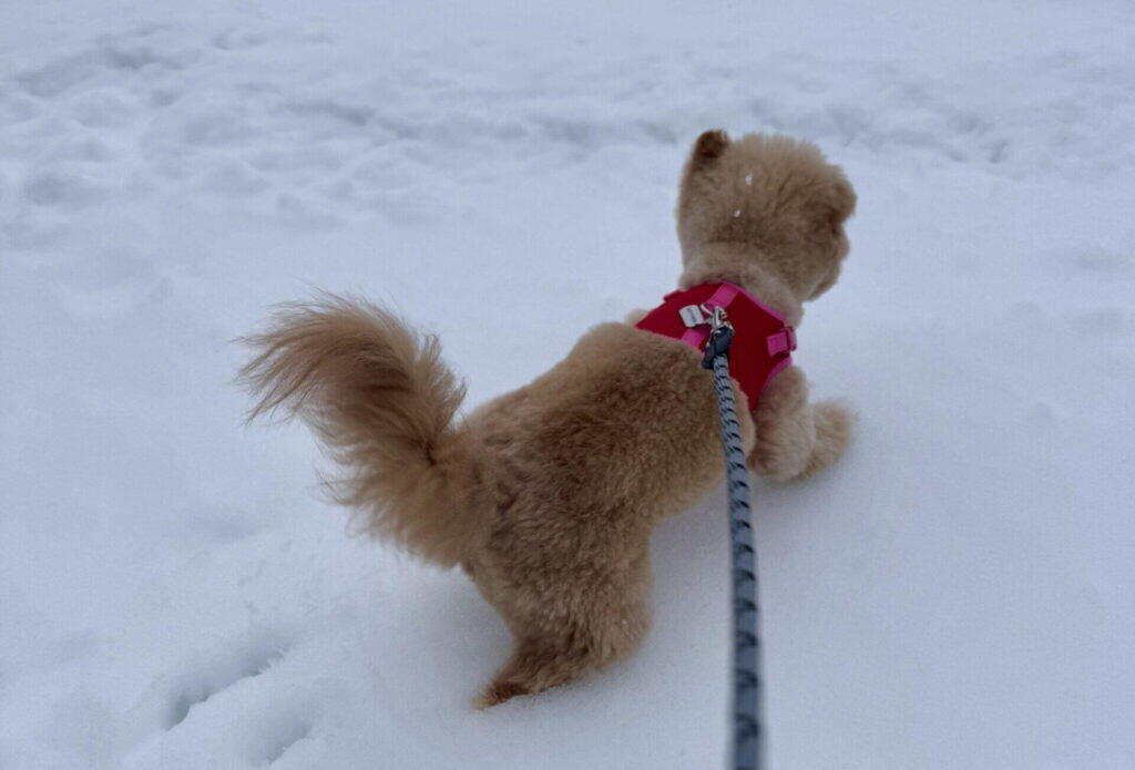 ミックス犬を迎える前に知っておきたいお金の現実