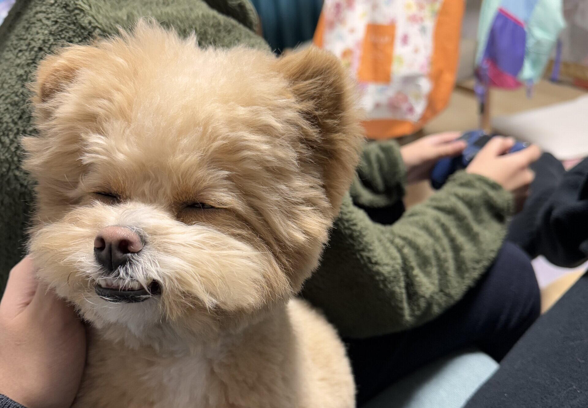 犬の分離不安の症状と原因を飼い主目線で解説！我が家の対策と失敗談