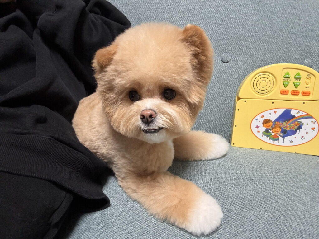 ミックス犬の生涯費用をシミュレーション