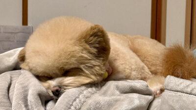 犬の甘噛みはいつまで?小型犬を2年飼ってわかった終わるサイン
