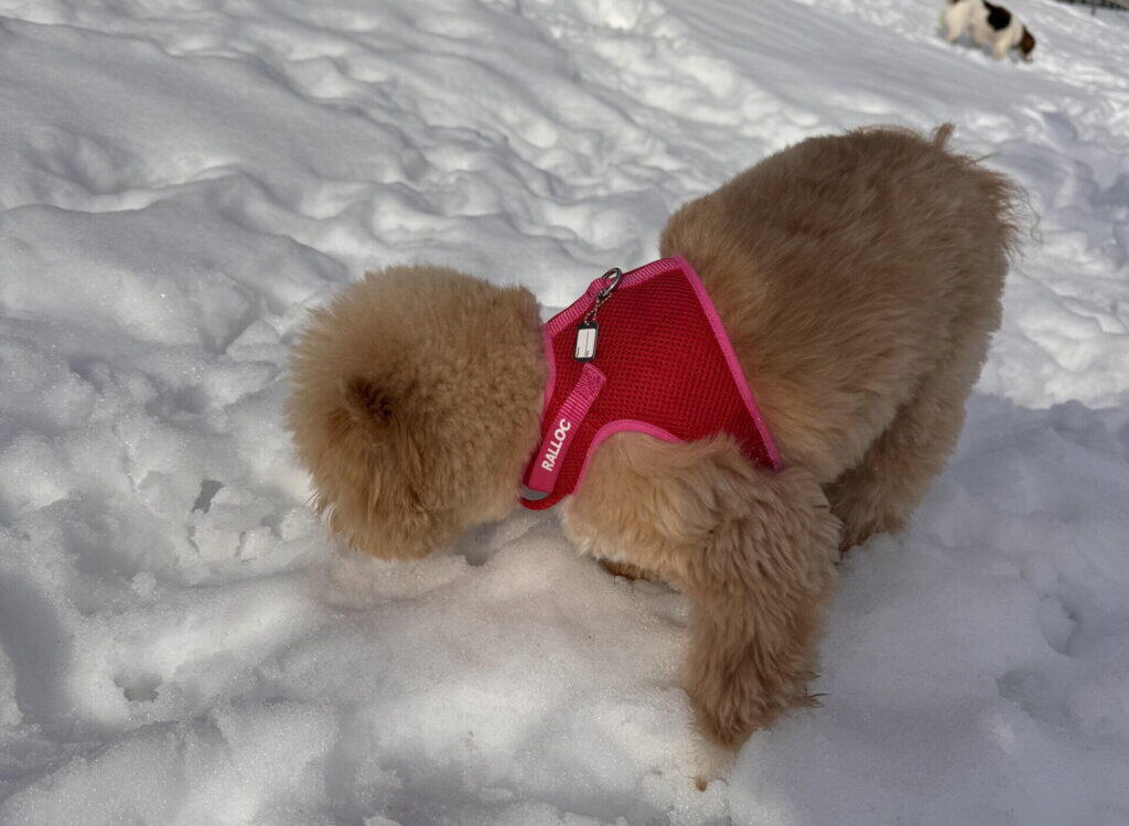 冬毛でふさふさのポメプーが赤いメッシュのベスト型ハーネスを着けて雪のにおいを嗅いでいる