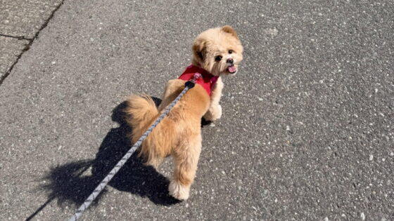 犬の飼育費用は月額いくら？2年飼って実感した「平均」と「現実」の差
