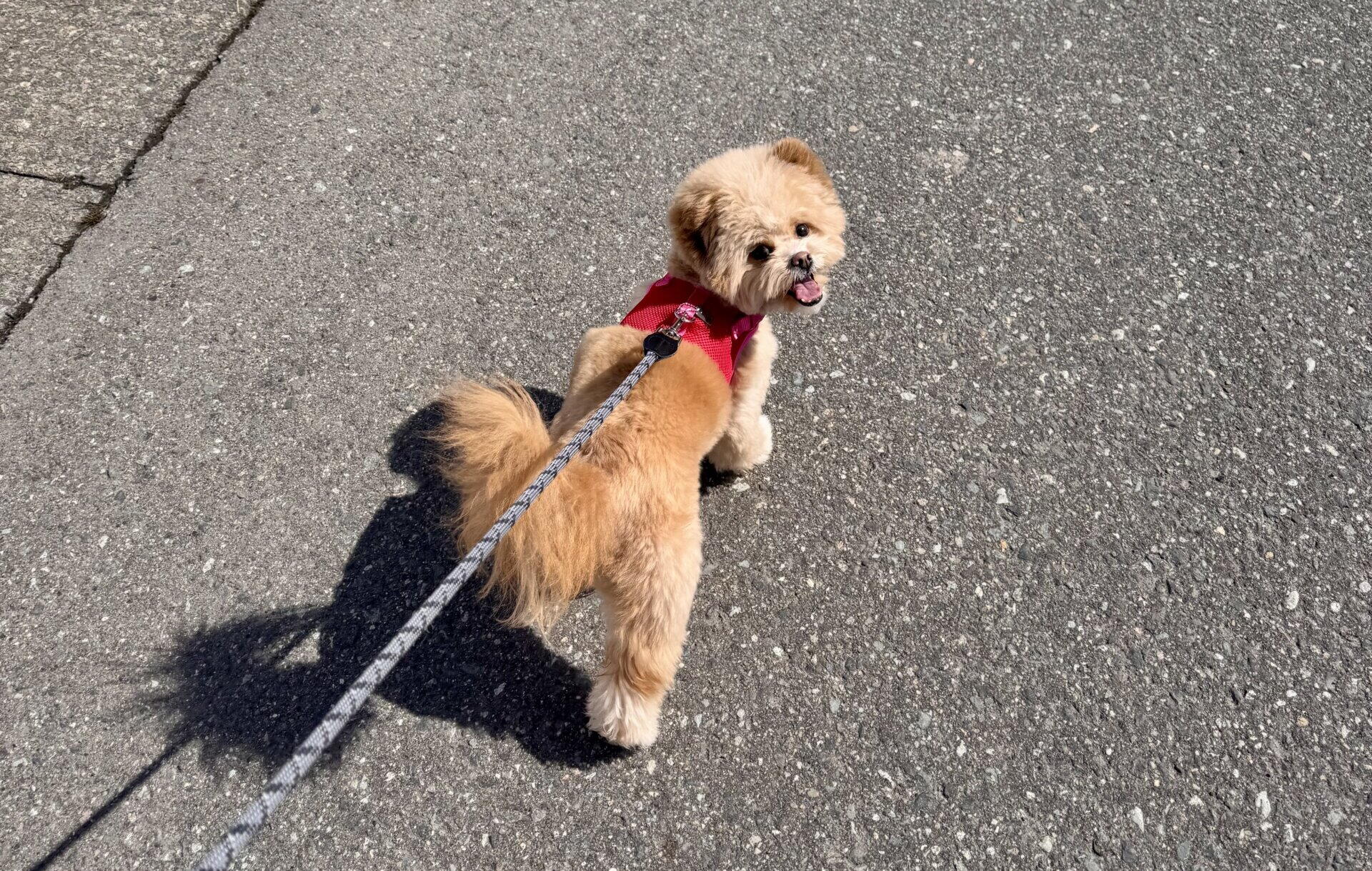 犬の飼育費用は月額いくら？2年飼って実感した「平均」と「現実」の差