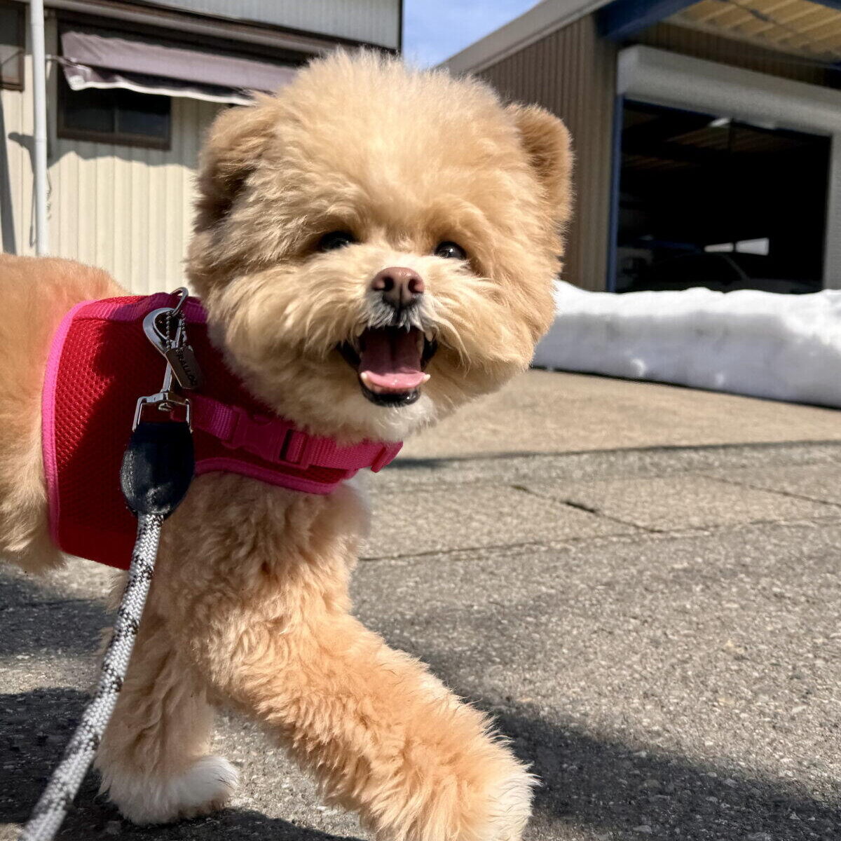 わんらいふナビ