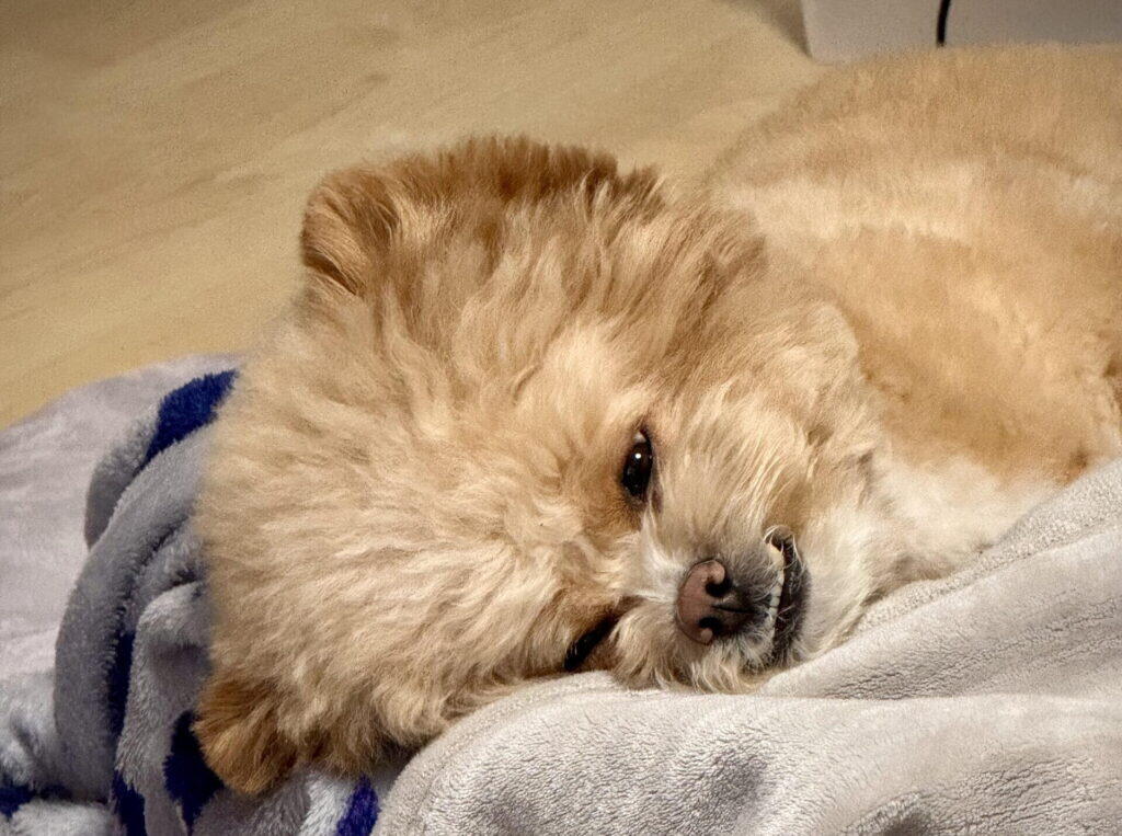 犬の毛玉とは?放置すると皮膚トラブルの原因に